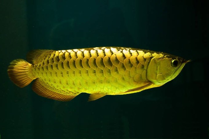 Ikan Arwana Termahal di Dunia 