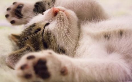 6 Manfaat Ilmiah Memelihara Kucing, Nomor 4 Paling Romantis