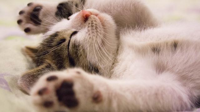 6 Manfaat Ilmiah Memelihara Kucing, Nomor 4 Paling Romantis