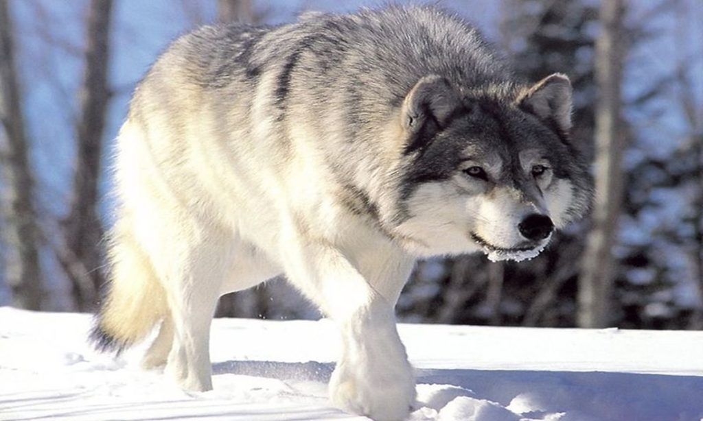 5 Pemahaman Salah tentang Serigala yang Wajib Kamu Tahu