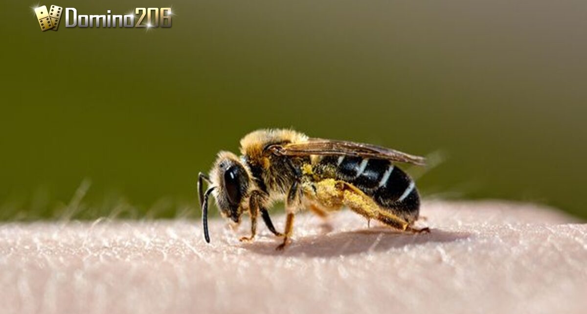 Pertolongan Pertama untuk Mengobati Sengatan Lebah