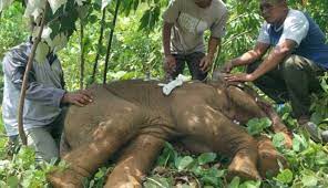 Miris! Belalai Terjerat Pemburu Babi sampai Hampir Putus, Anak Gajah di Aceh  Ini Pun Tewas - JATENG.CO